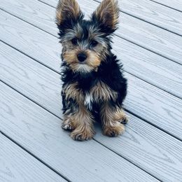 Yorkshire Terrier Puppies from Rosey’s Yorkies