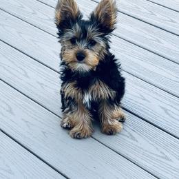 Yorkshire Terrier Puppies from Rosey’s Yorkies