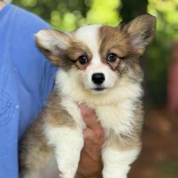 Fluffy Sable - Sable female Pembroke Welsh Corgi puppy in Nashville, Arkansas from Whisenhunt Farms