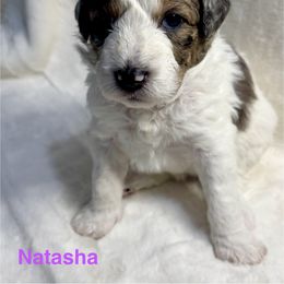 Aussiedoodle Puppies from Dogwood Family Doodles