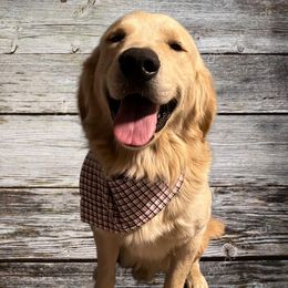 Kenny - Golden Retriever