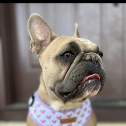 Elsa - French Bulldog