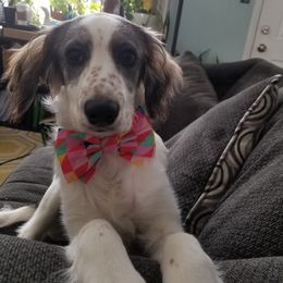 Companion Cross Puppies from Mandala Dogs