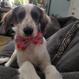 Companion Cross Puppies from Mandala Dogs