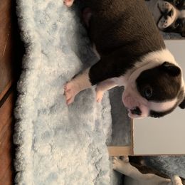 Boston Terrier Puppies from Marjena Bass