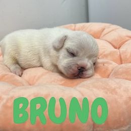 French Bulldog Puppies from Frenchie Select