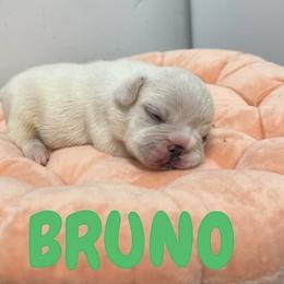 French Bulldog Puppies from Frenchie Select