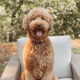 Cooper - Goldendoodle