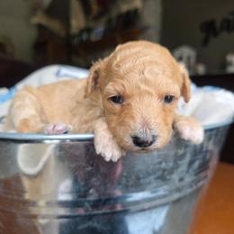 Zendaya - Apricot female Cavapoo puppy in Blackfoot, Idaho from Draper Mountain Doodles