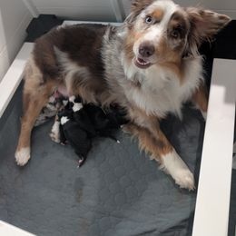 Australian Shepherd Puppies from Southern Heritage Aussies