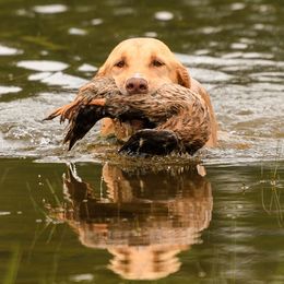 Bullitt - Labrador Retriever
