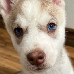 Lily - Red and white Siberian Husky puppy in California from Lomas Huskies