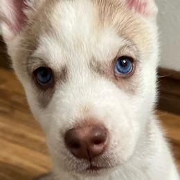 Lily - Red and white Siberian Husky puppy in California from Lomas Huskies