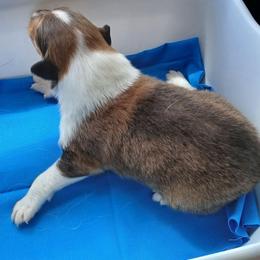 Big Boy - Sable and white male Collie puppy in St Stephens, Wyoming from Desert Kennels