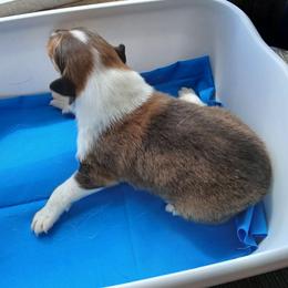 Big Boy - Sable and white male Collie puppy in St Stephens, Wyoming from Desert Kennels