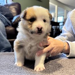 Boy 5 - male Icelandic Sheepdog puppy in Roseville, Ohio from Caradoc Kennel