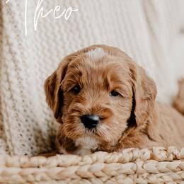 Theo - Red  male Goldendoodle puppy in Patterson, California from Dooling Doodles