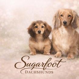 Dachshunds from Sugarfoot Dachshunds