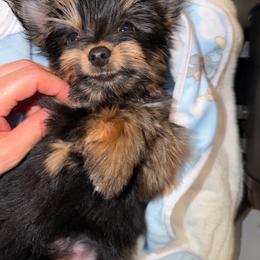 King honey - Black and tan male Yorkshire Terrier puppy in Fort Myers, Florida from Katherine’s Yorkies and Poodles