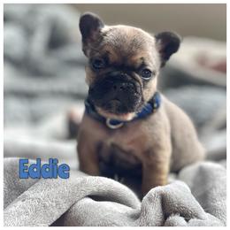 Eddie fawn sable from OFA'd parents - Fawn male French Bulldog puppy in Billings, Montana from Montana Made Frenchies