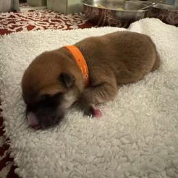 Boy 1 - Red male Shiba Inu puppy in Rohnert Park, California from Shiba Inn