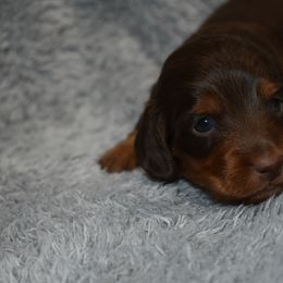 Burple (1500 - Chocolate and tan male Dachshund puppy in Mansfield, Missouri from Owens Farm