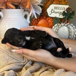 Girl 5 - Black female Poodle puppy in Calimesa, California from Teakwood Poodles of SoCal