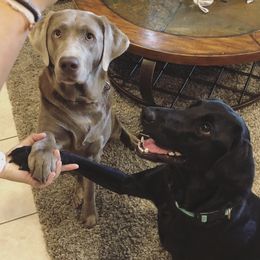 Dilute Retrievers and Labrador Retrievers from Longleaf Labradors