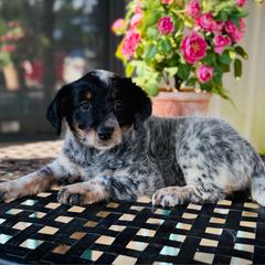 Tana - Blue female Assorted Doodle Crosses puppy in Ohio from Holley Doodles