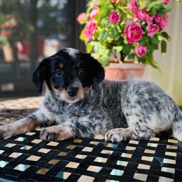 Tana - Blue female Assorted Doodle Crosses puppy in Ohio from Holley Doodles