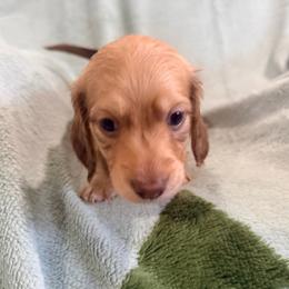 Shaded cream longhaired boy - Cream male Dachshund puppy in Lemon Grove, California from GMZ Doxies SD