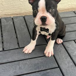 Boston Terrier Puppies from K&N Boston Paws