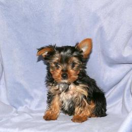 Tiny - Black and tan male Yorkshire Terrier puppy in Boston, Massachusetts from Little Yorkes of Boston