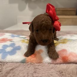 Scarlette - Red  female Goldendoodle puppy in Shingle Springs, California from Creamy Retrievers