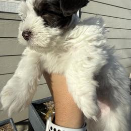 Lennox - Parti male Miniature Schnauzer puppy in Bluffdale, Utah from Mountain Point Schnauzers