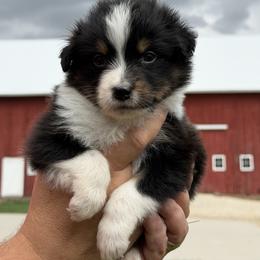 BTF2 - Black tri-color female Australian Shepherd puppy in Manchester, Iowa from Lone Willow Aussies