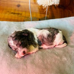 Giselle - Parti female Poodle puppy in Arabi, Georgia from Huckadoodle Farm