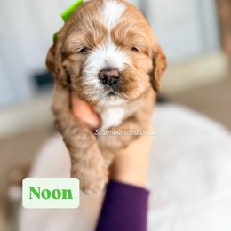 Noon - Buff and white male Cockapoo puppy in West Haven, Utah from Split Mountain Doodles