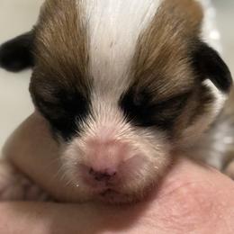 Purple collar, girl - Red female Pembroke Welsh Corgi puppy in Hayes, Virginia from Gainesfield Labradors and Pembroke Welsh Corgis