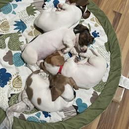 Dachshund Puppies from Hursh’s Hounds