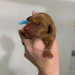 Blue - Yellow male Labrador Retriever puppy in Gillete, Wyoming from Red Prairie Retrievers