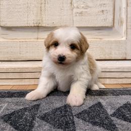 White and Red Bicolor 2 - Red male Bernedoodle puppy in Brooksville, Florida from Kruger Doodles