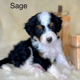 Bernedoodles from Mountain Ridge Bernedoodles