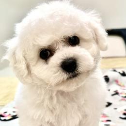 Puppy - White male Bichon Frise puppy in Greenville, South Carolina from Almaza Bichons