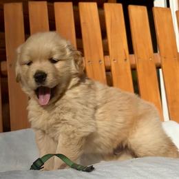 John - Golden male Golden Retriever puppy in North Pole, Alaska from Mulberry Retrievers