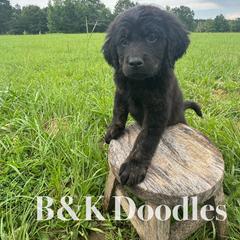 Tiana - female Golden Mountain Doodle puppy in Benton, Arkansas from B&K Doodles, LLC
