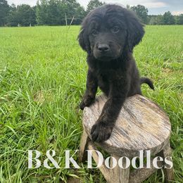 Tiana - female Golden Mountain Doodle puppy in Benton, Arkansas from B&K Doodles, LLC