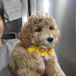 Abby - Apricot female Goldendoodle puppy in Milwaukwe, Wisconsin from Wisconsin Doodles