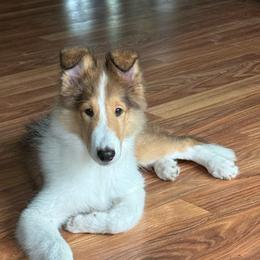 Laird Siobhad (Shi-vawn) (God is Gracious) of Faith - Sable and white male Collie puppy in Citra, Florida from Faith Rough Collie’s
