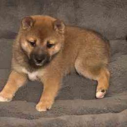 Amber - Sesame female Shiba Inu puppy in Tamarac, Florida from The Queen of Shibas